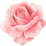 icon-rose
