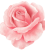 icon-rose